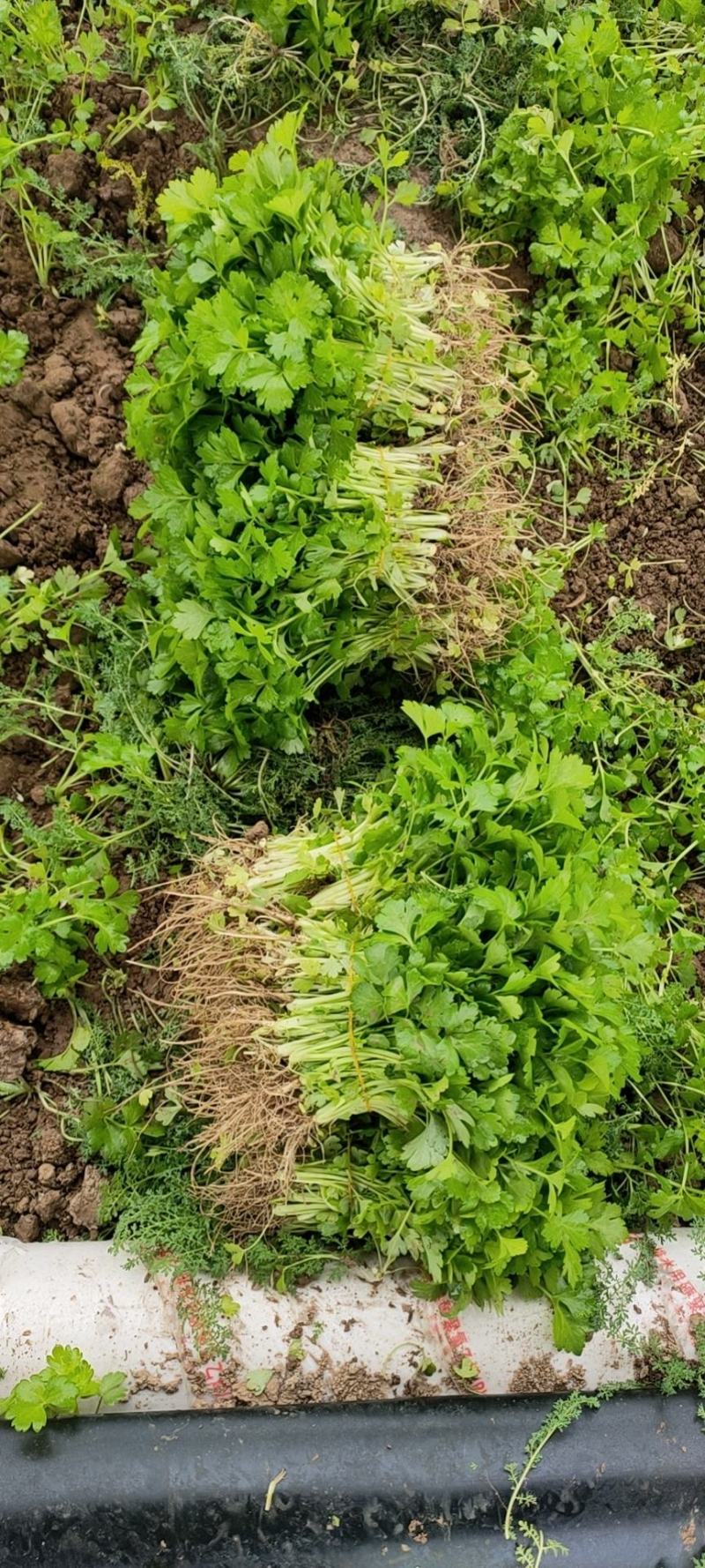 法国皇后芹菜苗，常年预定及现售，欢迎大家来基地考察，。