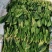 潍坊大叶菠菜，小叶菠菜，大量潍坊菠菜现货供应
