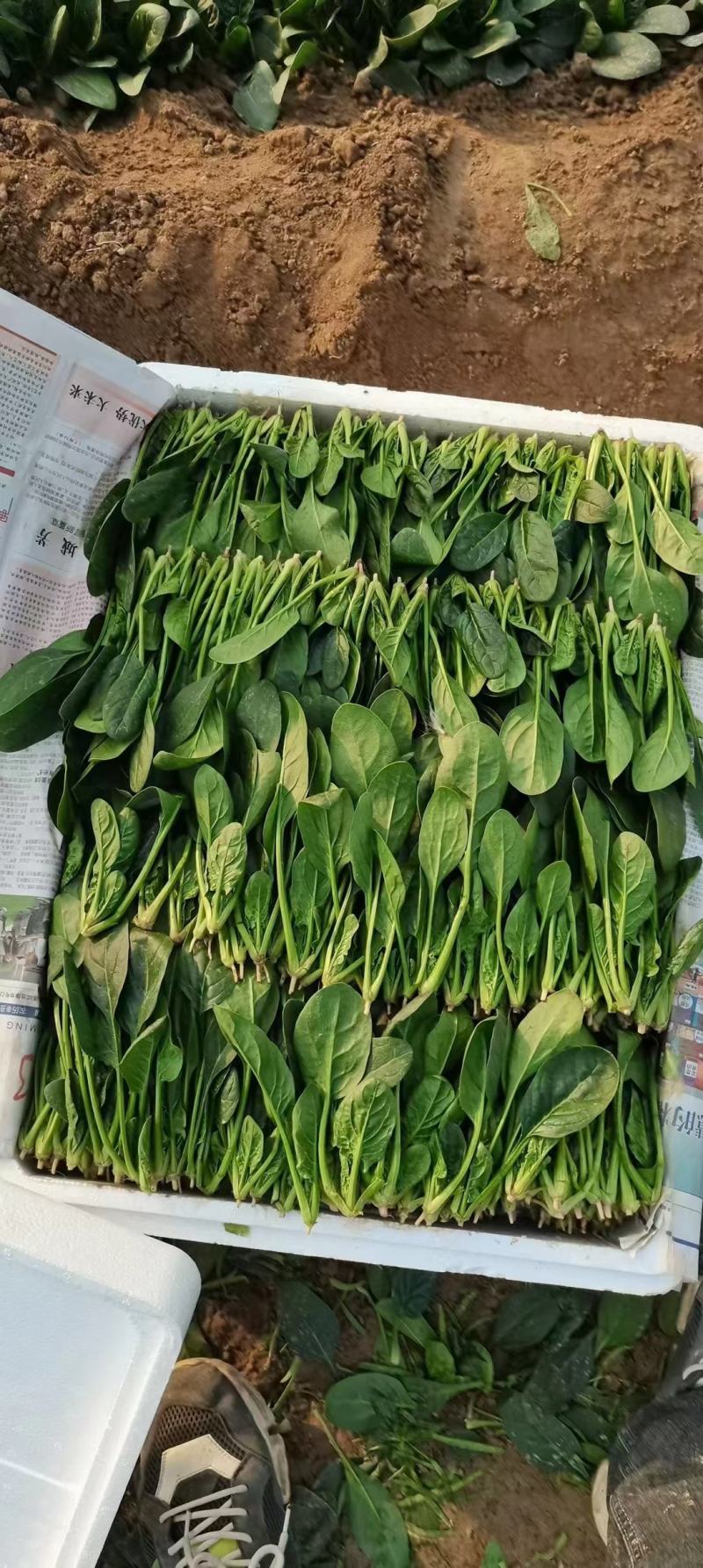 潍坊大叶菠菜，小叶菠菜，大量潍坊菠菜现货供应