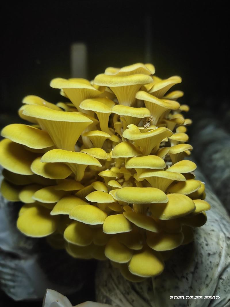 产地直销鸡油黄鸡油菌黄金菇榆黄蘑干货非鲜货