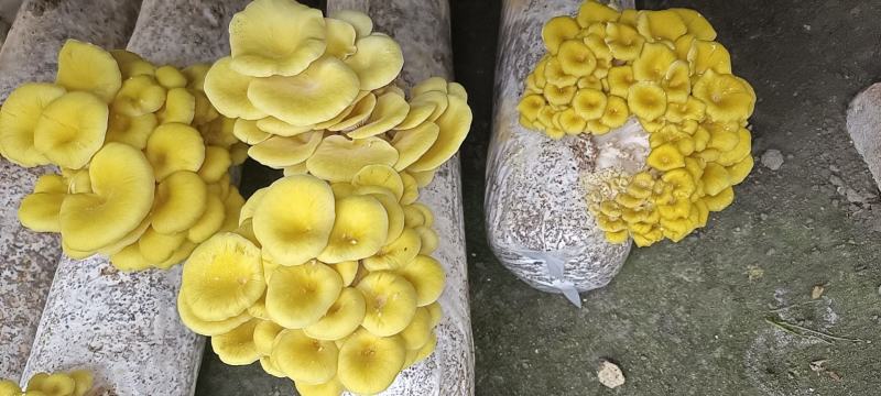 产地直销鸡油黄鸡油菌黄金菇榆黄蘑干货非鲜货