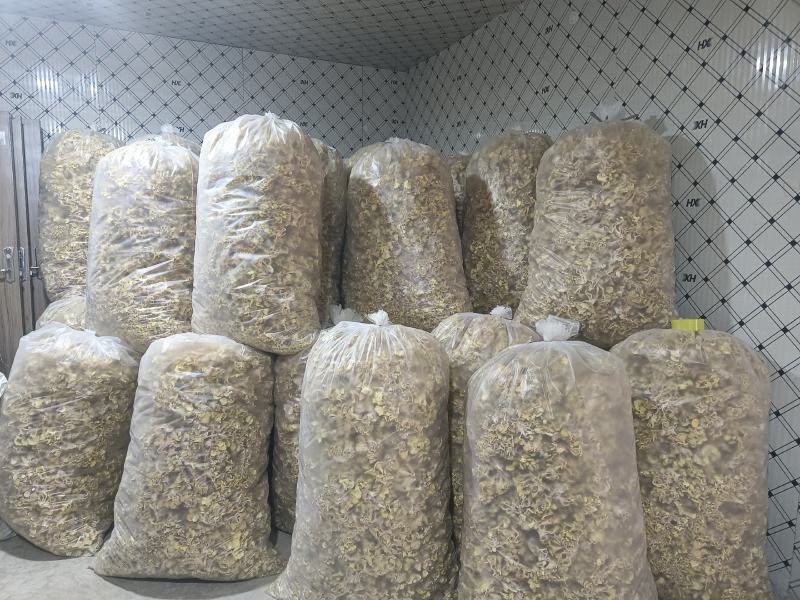 产地直销鸡油黄鸡油菌黄金菇榆黄蘑干货非鲜货