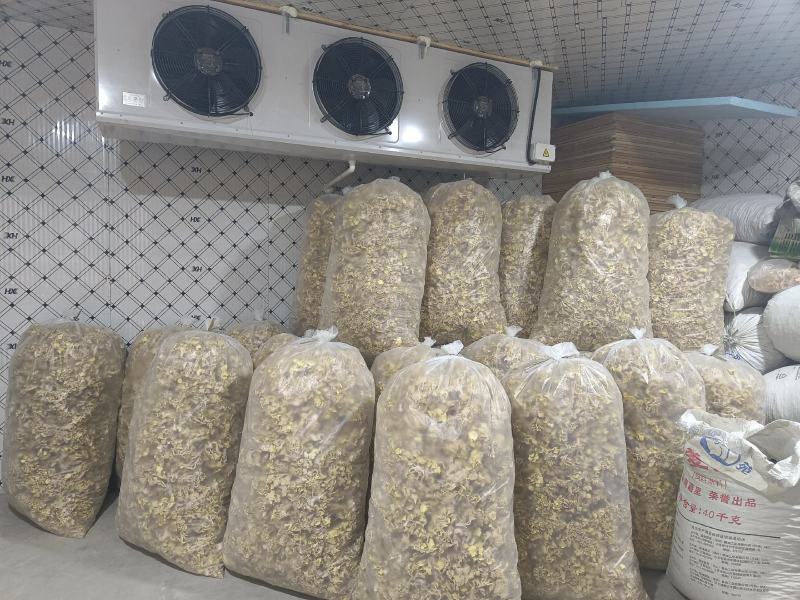 产地直销鸡油黄鸡油菌黄金菇榆黄蘑干货非鲜货