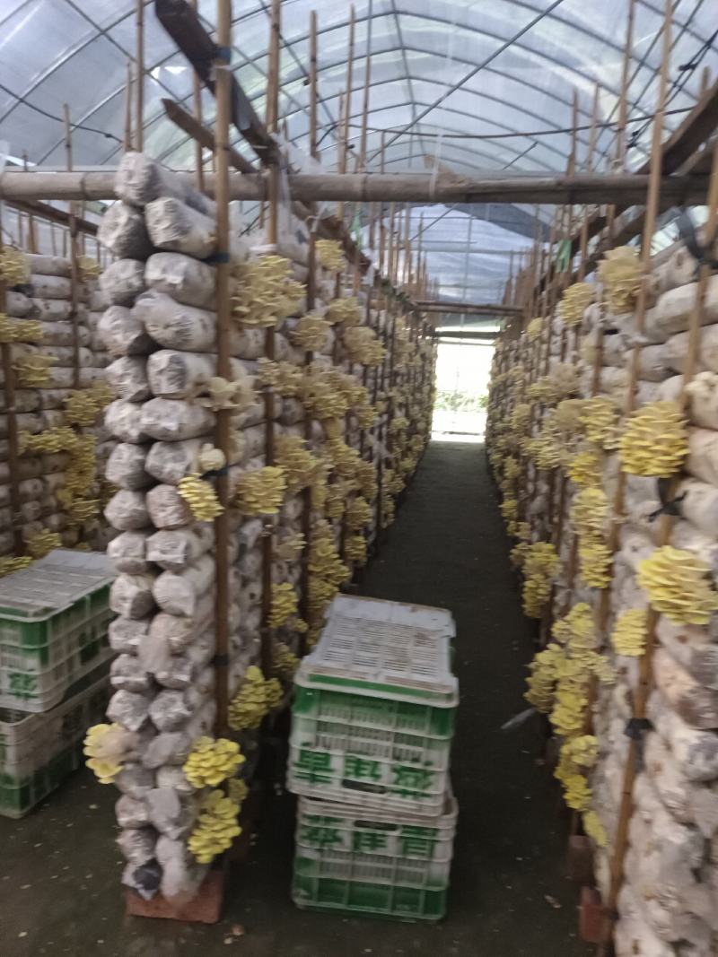 产地直销鸡油黄鸡油菌黄金菇榆黄蘑干货非鲜货