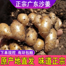 【包邮-20斤沙姜】热销10斤20斤正宗广东新鲜沙姜
