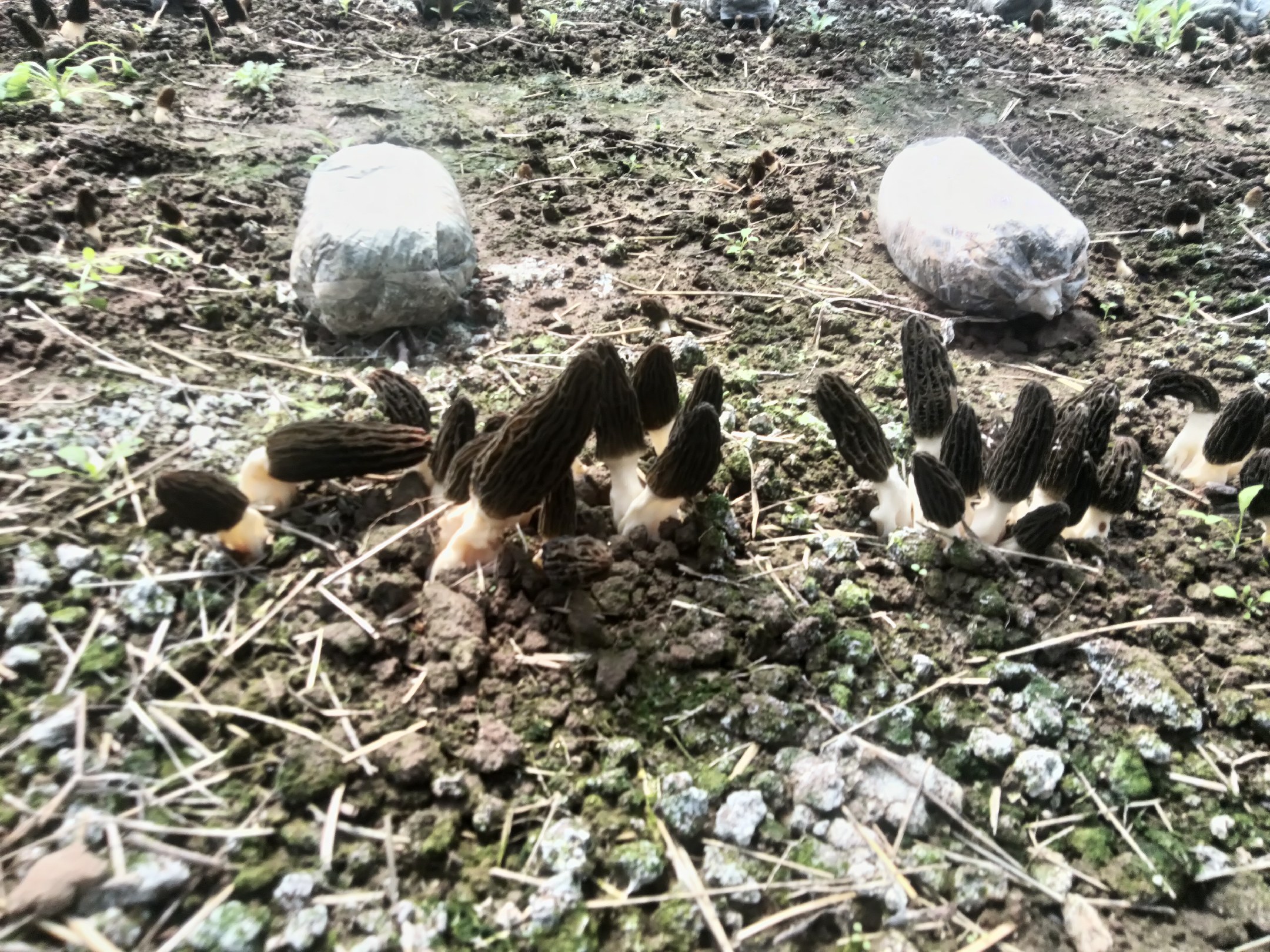 羊肚菌实物图