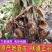 【包邮-20斤沙姜】热销10斤20斤正宗广东新鲜沙姜