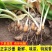 【包邮-20斤沙姜】热销10斤20斤正宗广东新鲜沙姜