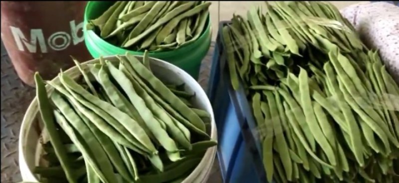 商河扁青芸豆