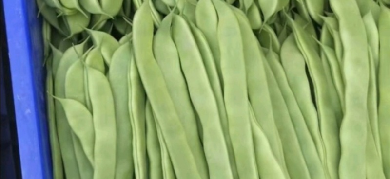 商河扁青芸豆
