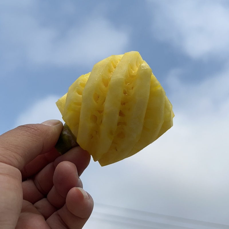 小菠萝迷你小菠萝基地直供一手货源大量有货诚信经营
