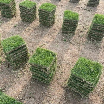 马尼拉草坪（台湾草）基地自产自销。绿化地被草坪