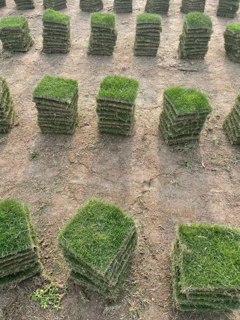 马尼拉草坪（台湾草）基地自产自销。绿化地被草坪