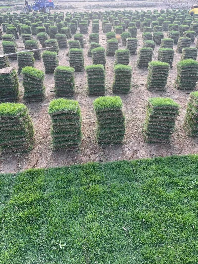 马尼拉草坪（台湾草）基地自产自销。绿化地被草坪