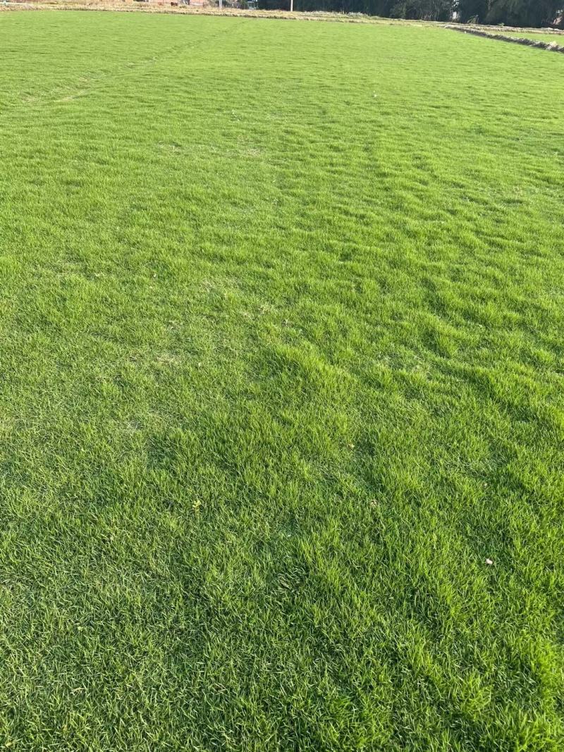 马尼拉草坪（台湾草）基地自产自销。绿化地被草坪