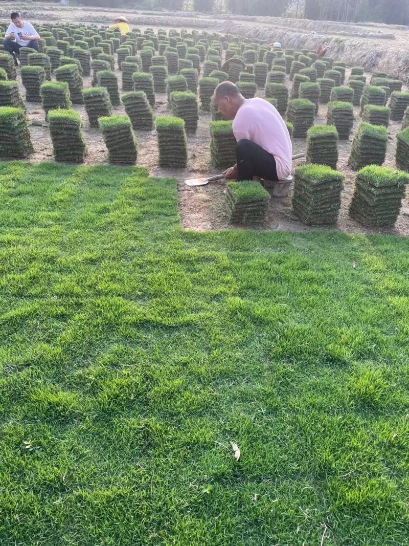 马尼拉草坪（台湾草）基地自产自销。绿化地被草坪