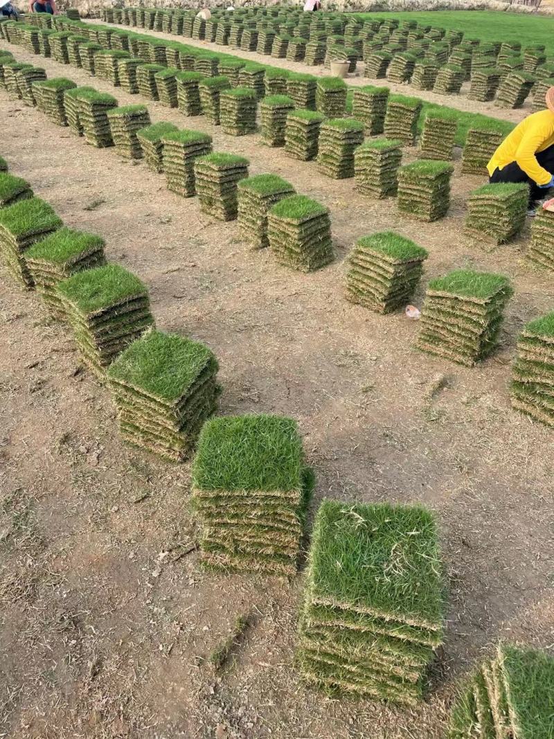 马尼拉草坪（台湾草）基地自产自销。绿化地被草坪