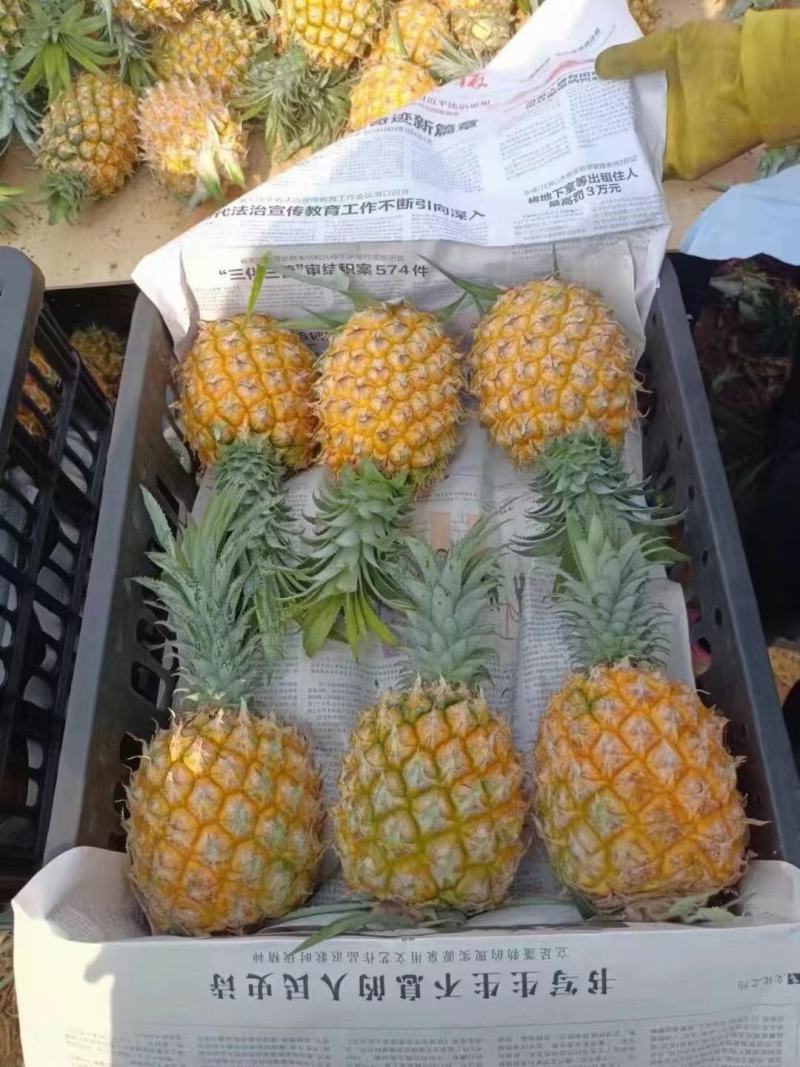 海南菠萝口感很好量大从优
