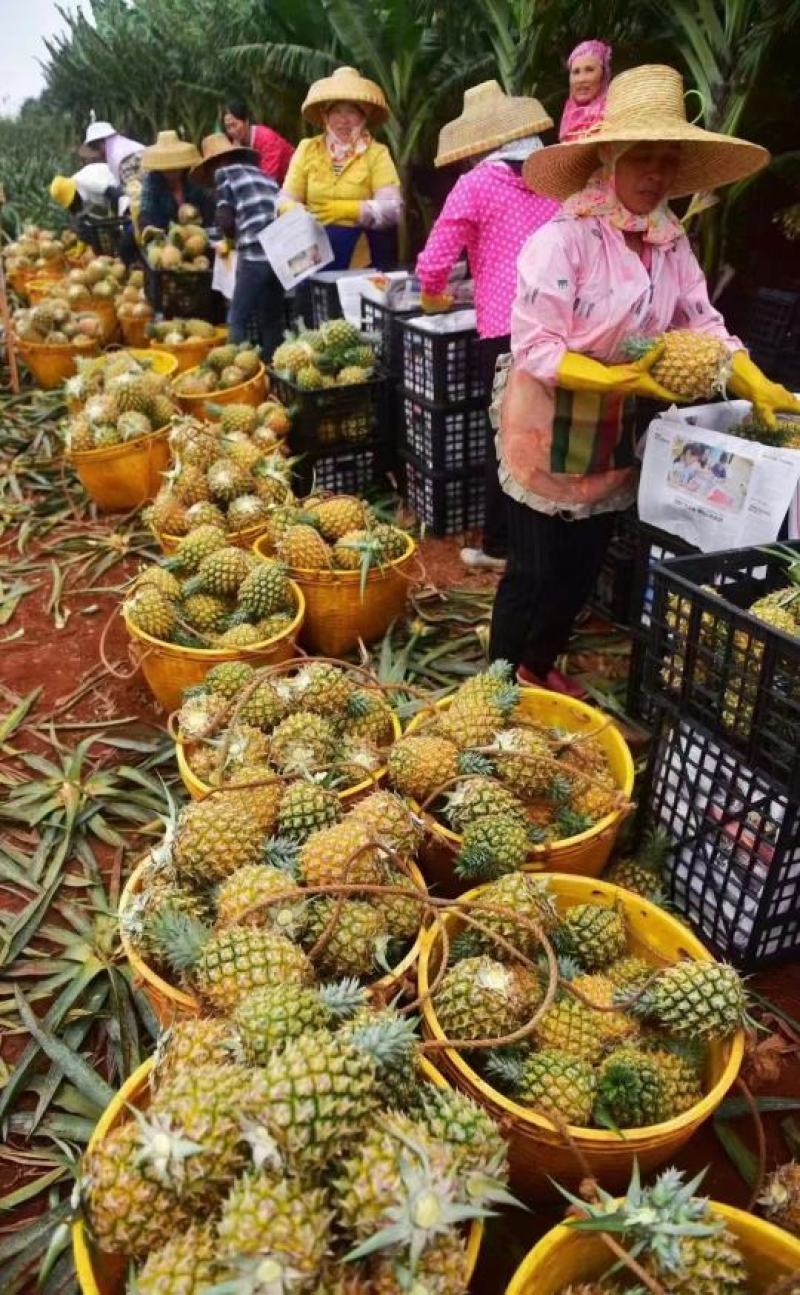 海南菠萝口感很好量大从优