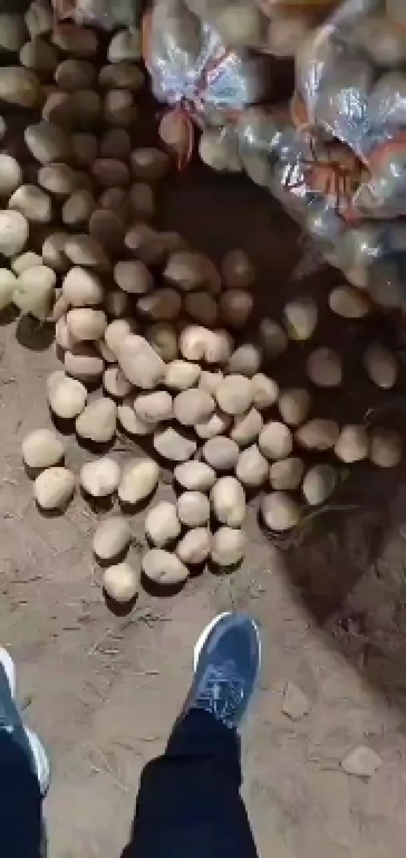 土豆陕西沙地土豆产地直销纯沙地，皮色好，个头大