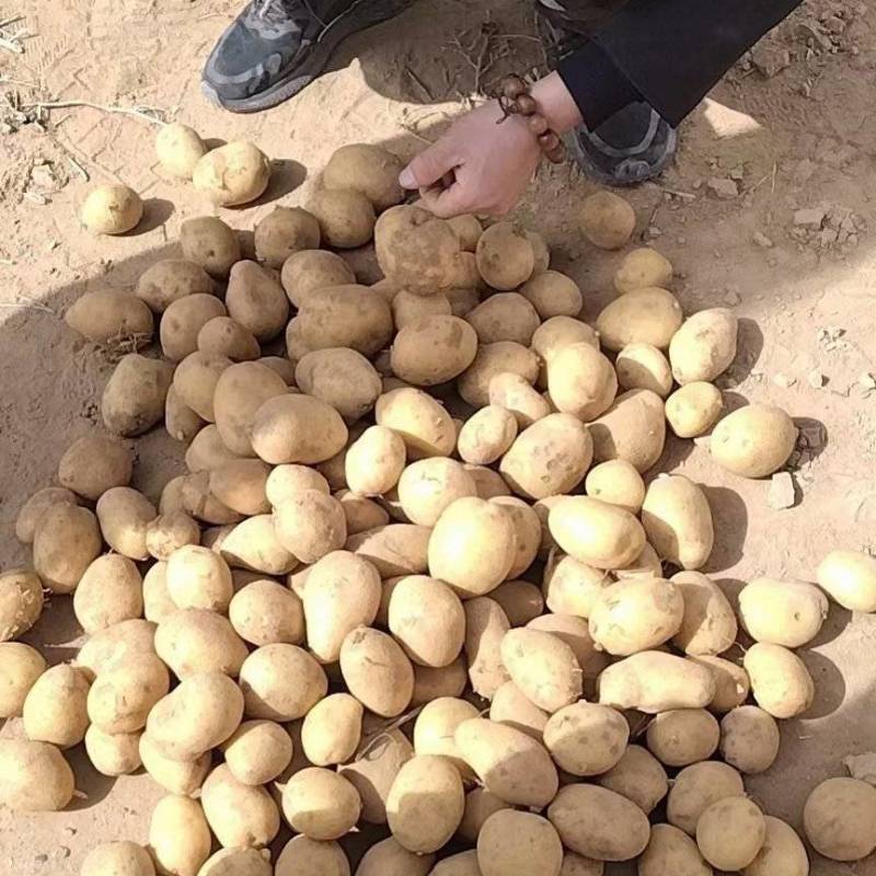 土豆陕西沙地土豆产地直销纯沙地，皮色好，个头大