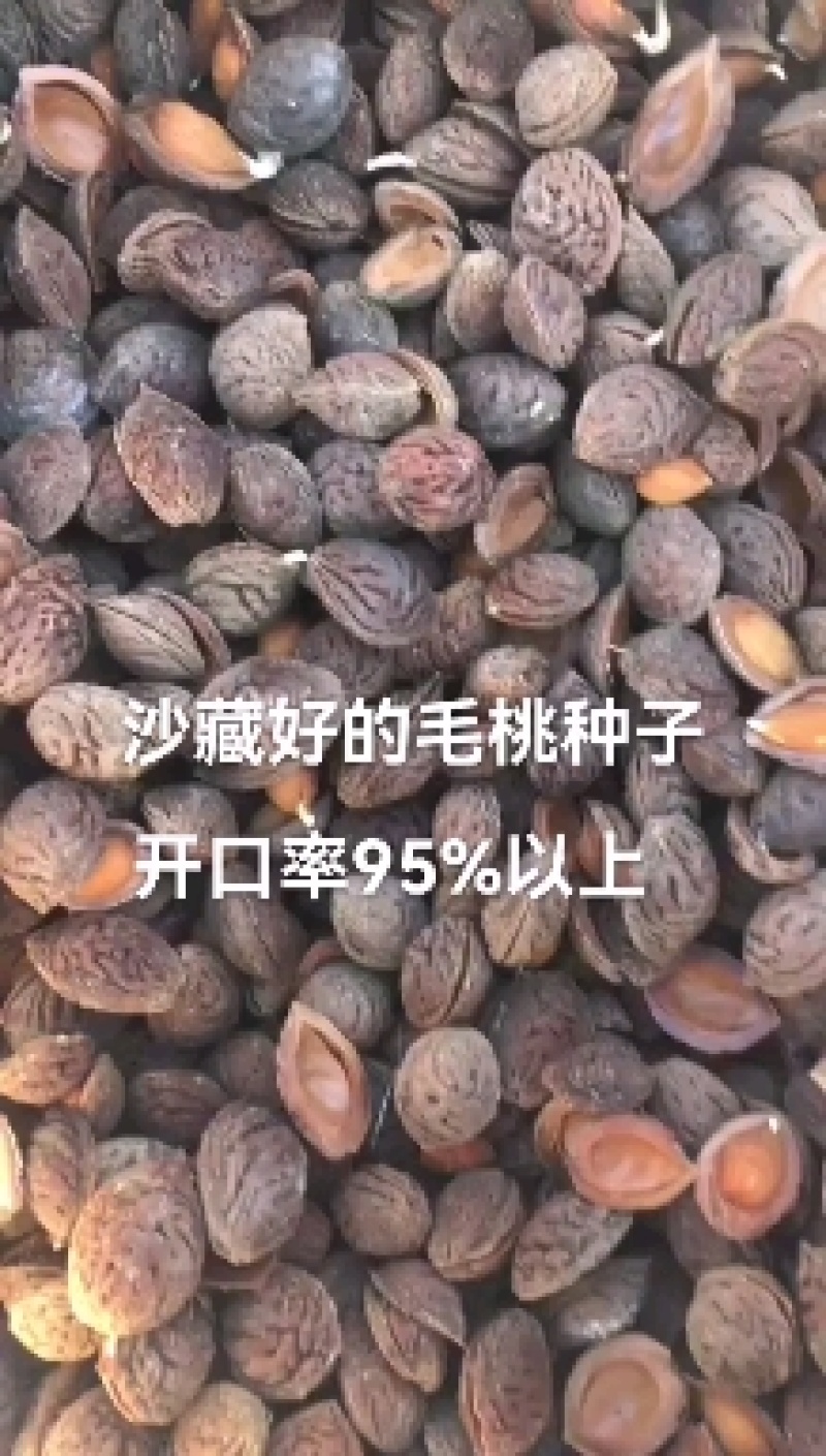 沙藏好的毛桃胡种子，开壳快，齐，开壳率高籽粒饱满，无坏粒