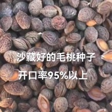 沙藏好的毛桃胡种子，开壳快，齐，开壳率高籽粒饱满，无坏粒