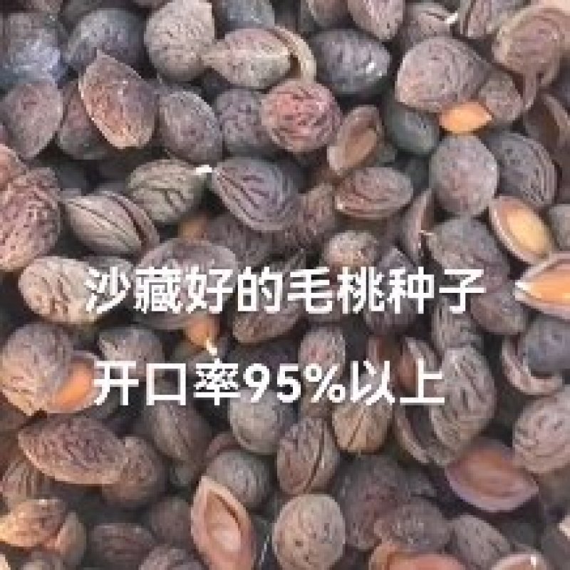 沙藏好的毛桃胡种子，开壳快，齐，开壳率高籽粒饱满，无坏粒