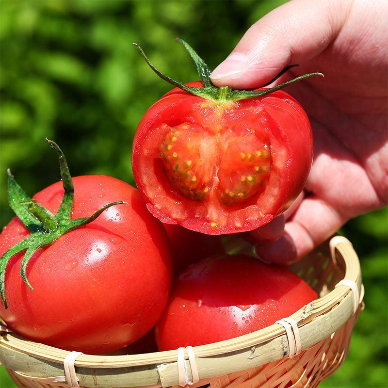 【包邮-5斤普罗旺斯西红柿】热销5斤10斤普罗旺斯西红柿