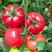 【包邮-5斤普罗旺斯西红柿】热销5斤10斤普罗旺斯西红柿