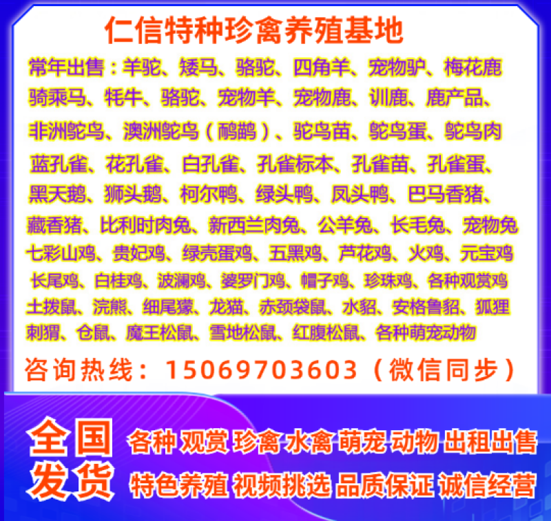 珍珠鸡脱温珍珠鸡苗商品珍珠鸡成年珍珠鸡种鸡全国发货