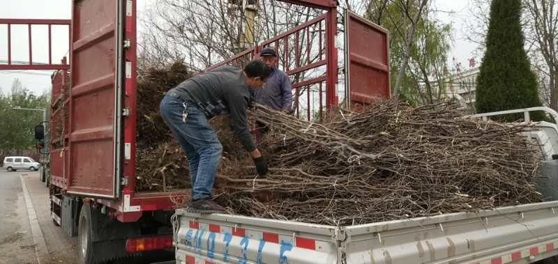 冬枣树苗基地直供成活率高诚信商家