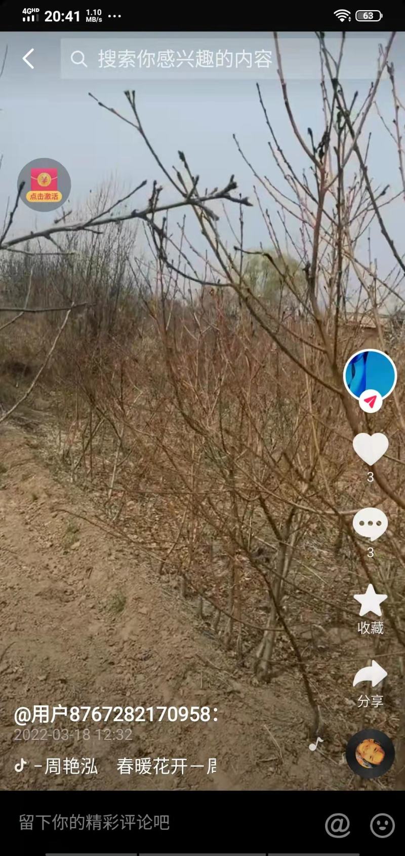 桃苗小苗品种保