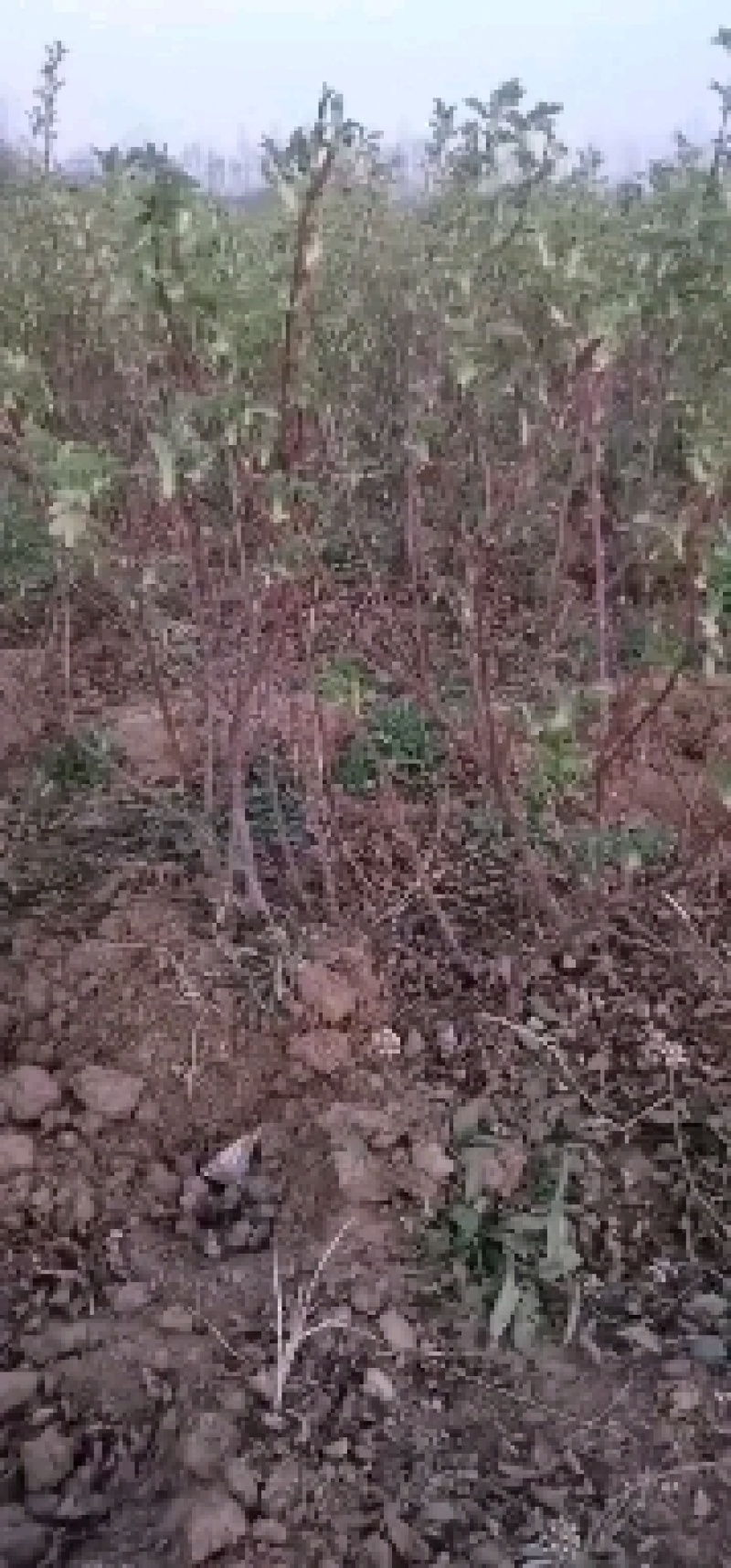 绿化玫瑰四季玫瑰