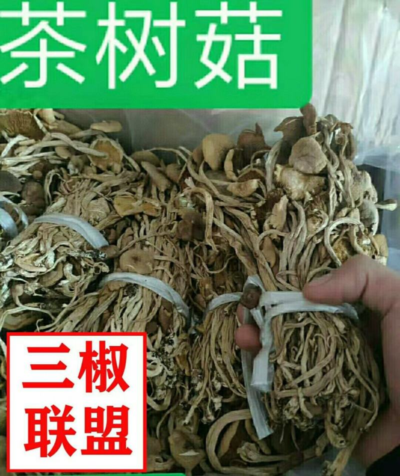 茶树菇干货开伞茶树菇长条扎把火热畅销款产地直销