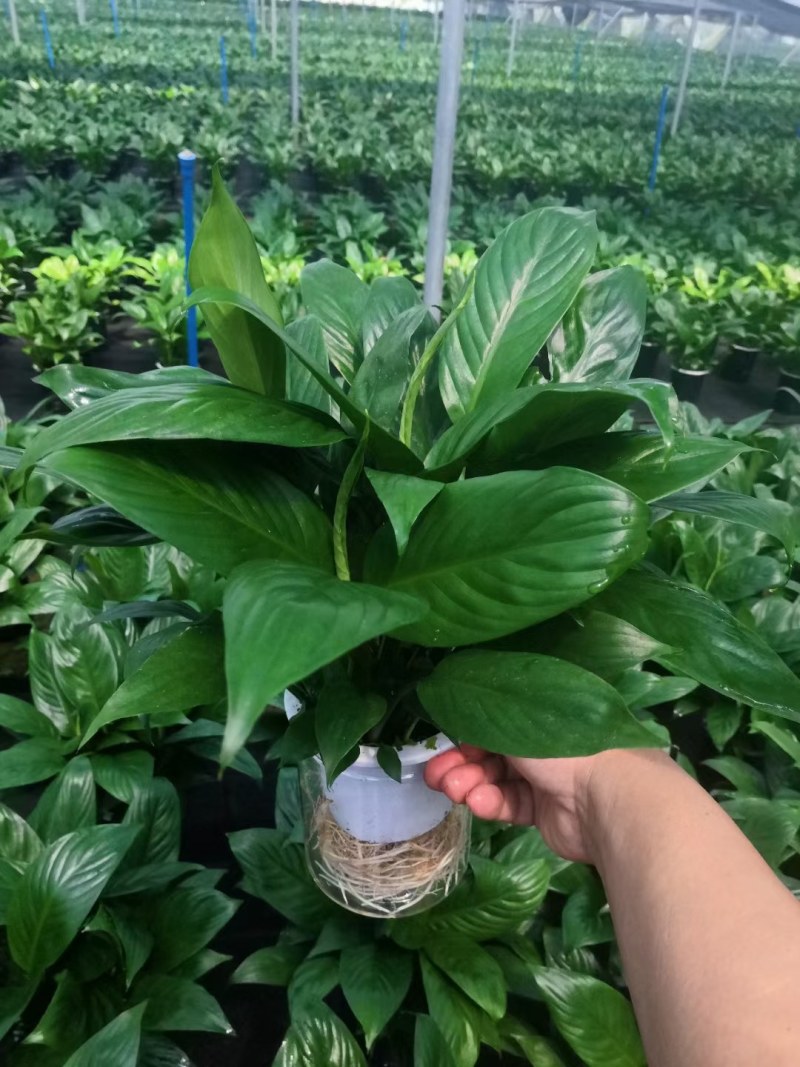 白掌盆栽办公桌面室内水培养绿植红掌美酒四季开花卉盆栽