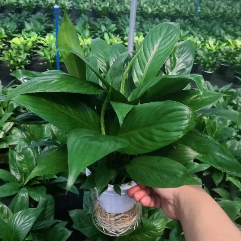 白掌盆栽办公桌面室内水培养绿植红掌美酒四季开花卉盆栽