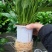 白掌盆栽办公桌面室内水培养绿植红掌美酒四季开花卉盆栽