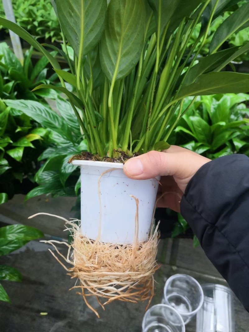 白掌盆栽办公桌面室内水培养绿植红掌美酒四季开花卉盆栽