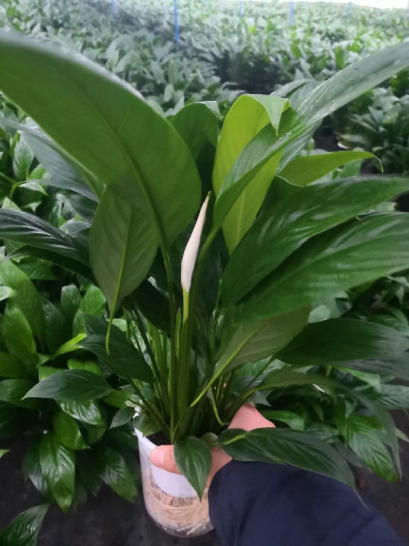 白掌盆栽办公桌面室内水培养绿植红掌美酒四季开花卉盆栽