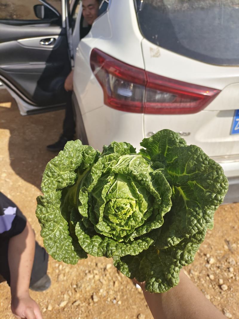 云南黄土高原大娃娃菜，