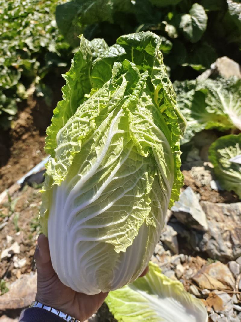 云南黄土高原大娃娃菜，