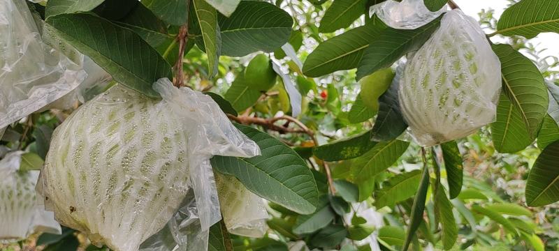 红心番石榴上市中，欢迎老板来单