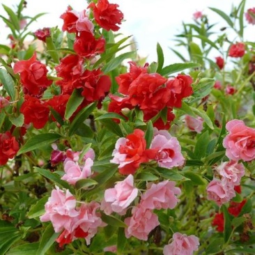 凤仙花种苗(急性子，透骨草)，纯新种子种苗，全国各地发货
