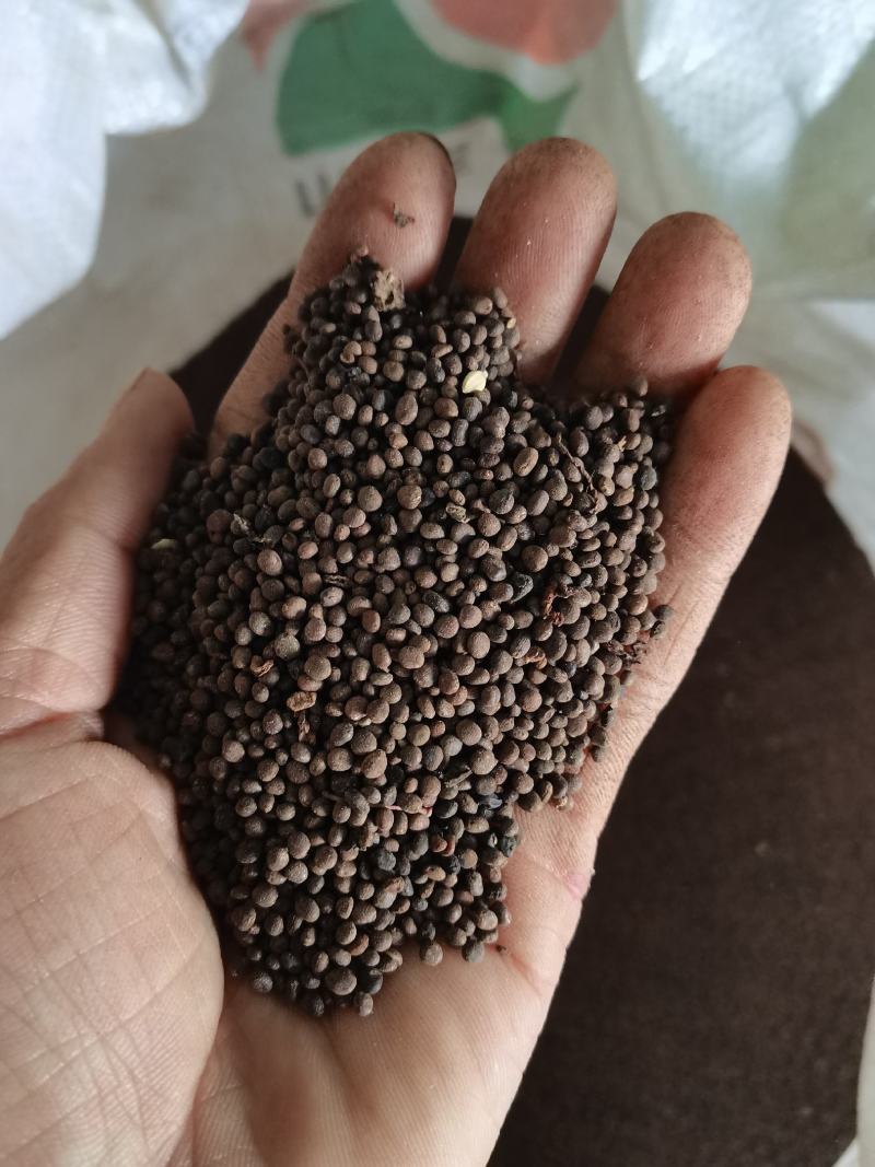 凤仙花种苗(急性子，透骨草)，纯新种子种苗，全国各地发货