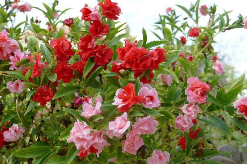 凤仙花种苗(急性子，透骨草)，纯新种子种苗，全国各地发货