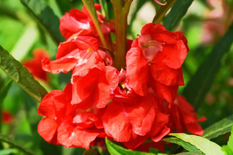 凤仙花种苗(急性子，透骨草)，纯新种子种苗，全国各地发货
