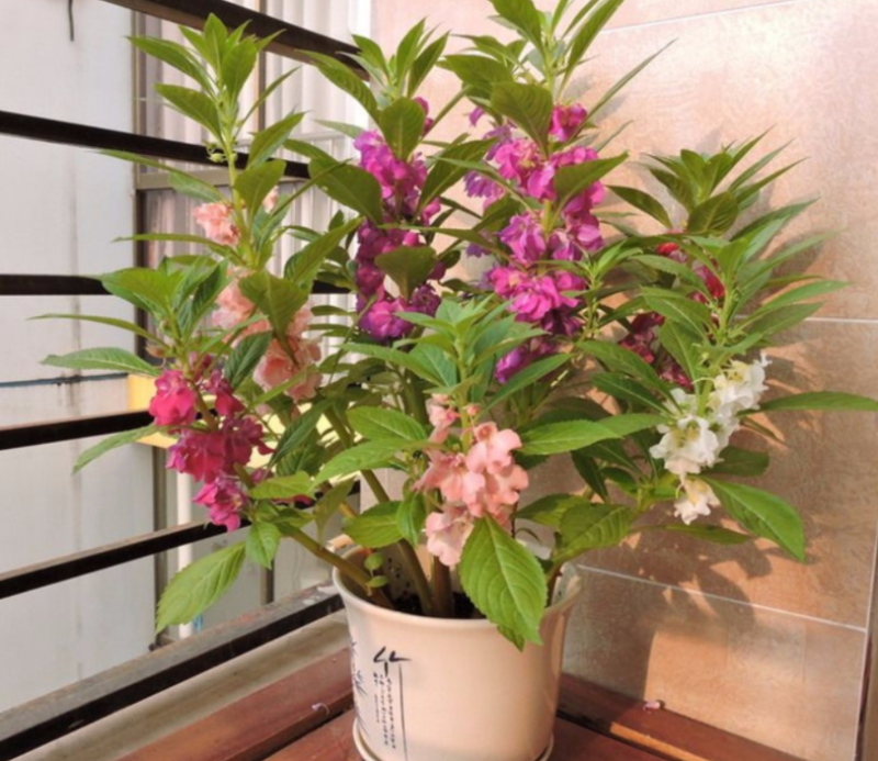 凤仙花种苗(急性子，透骨草)，纯新种子种苗，全国各地发货