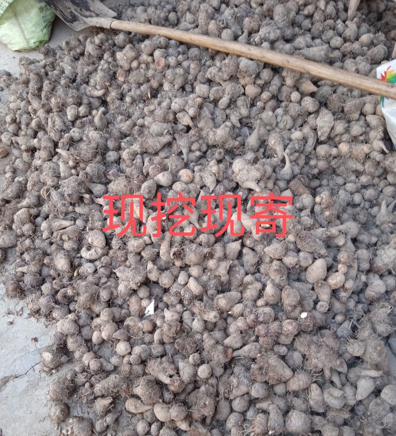 芋仔芋头江西农家自种自销农产品新鲜现挖现寄