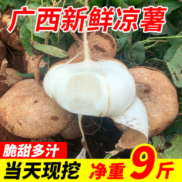 【包邮-40斤凉薯】热销20斤40斤新鲜凉薯豆薯